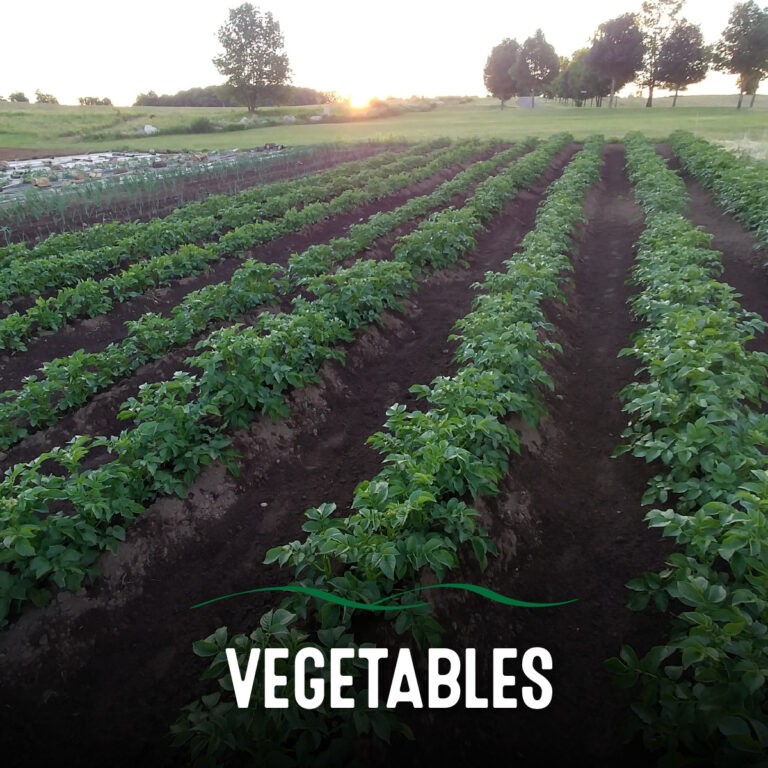 Read more about the article Vegetables