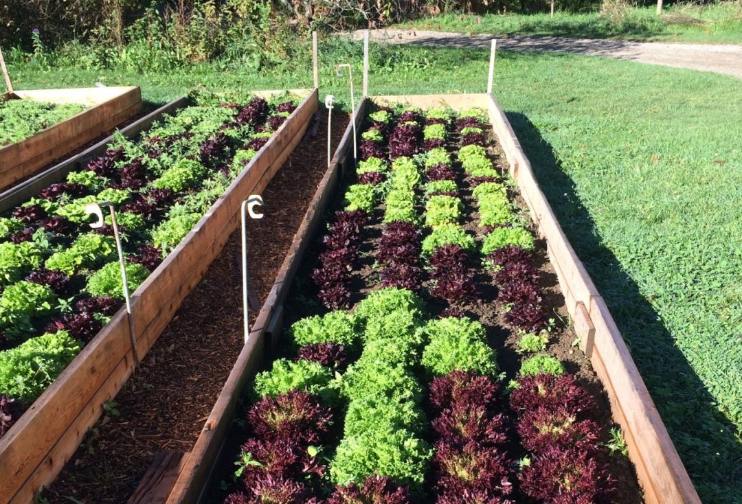 raised beds
